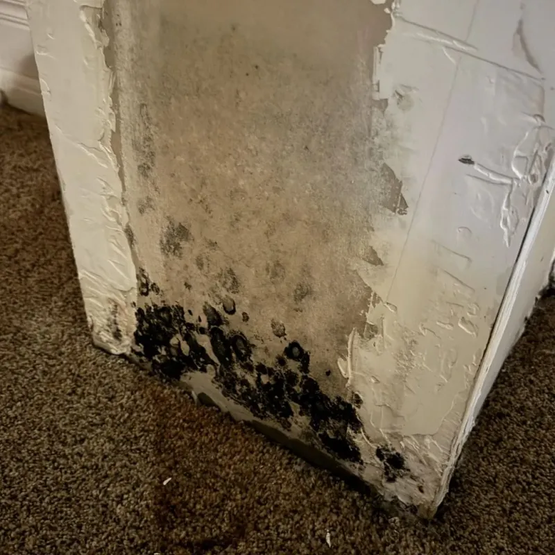 Professional Mold Removal in Red Bud, IL